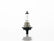 FOCO HALOGENO H11B 12V 55W     OSRAM